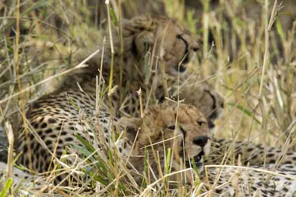 Guepardo - reserva nacional de Masai Mara - Kenia 09.jpg